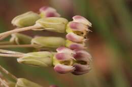 Image of slimpod milkweed