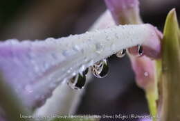 صورة Hippeastrum reticulatum (L'Hér.) Herb.