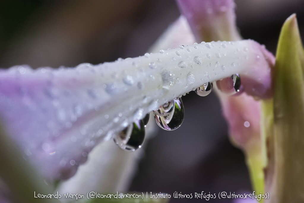 صورة Hippeastrum reticulatum (L'Hér.) Herb.