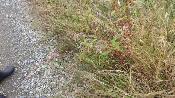 صورة Persicaria lapathifolia subsp. lapathifolia