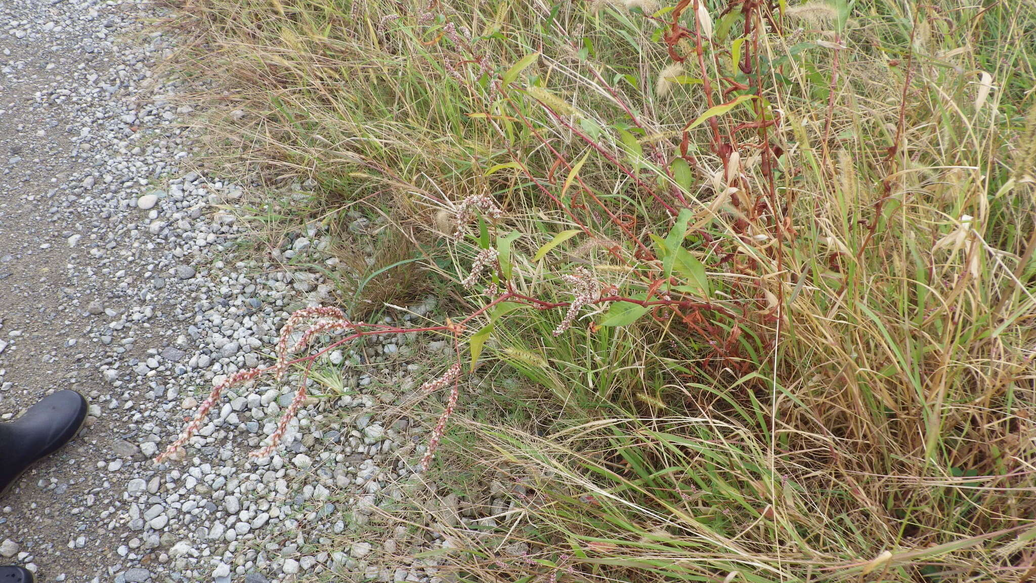 Image of Persicaria lapathifolia subsp. lapathifolia