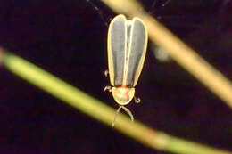 Image of Diaphanes flavilateralis Jeng & Yang ex Jeng et al. 2001