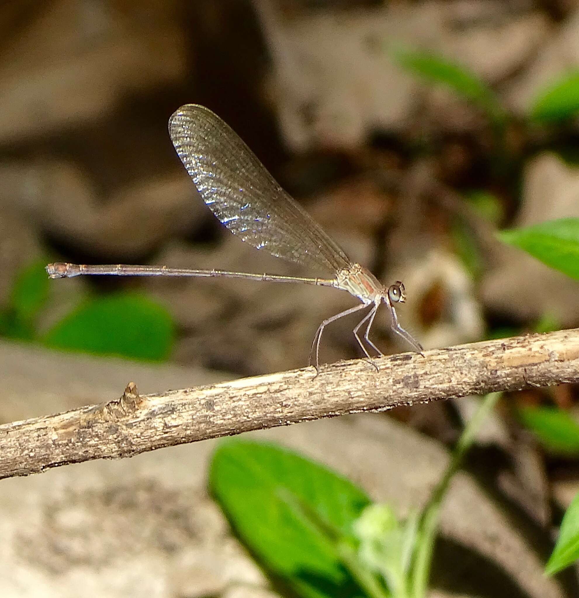 Image of Glistening Demoiselle