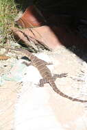 Image of Glauert's Monitor