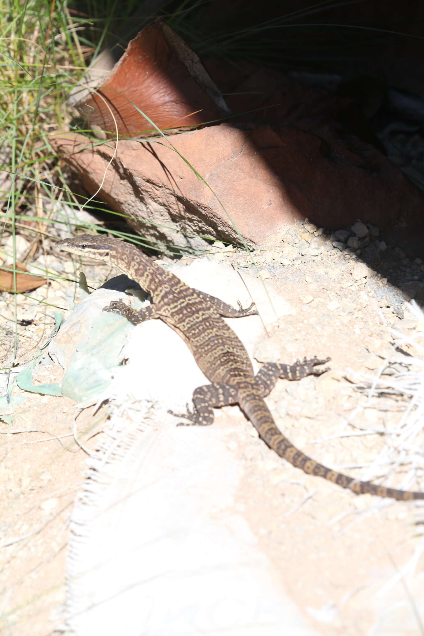 Image of Glauert's Monitor