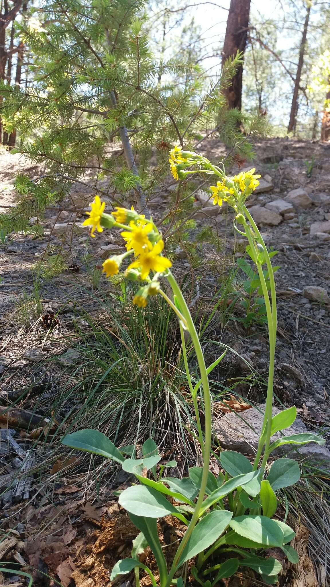 Image of Wooton's ragwort