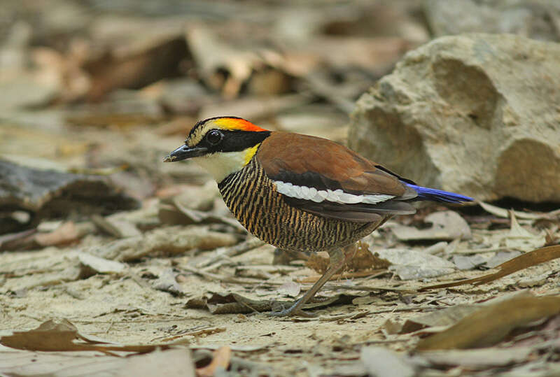 Image of Malayan Banded Pitta