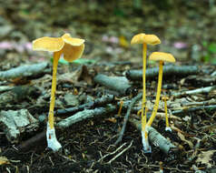 Image of Entoloma unicolor (Peck) Hesler 1967