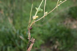 Imagem de Marsilea minuta L.