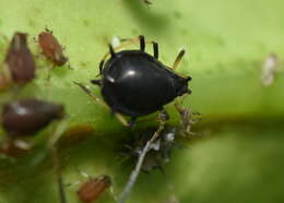 Image of Aphid