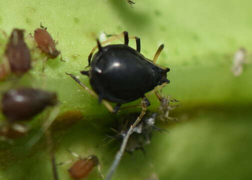 Image of Aphid