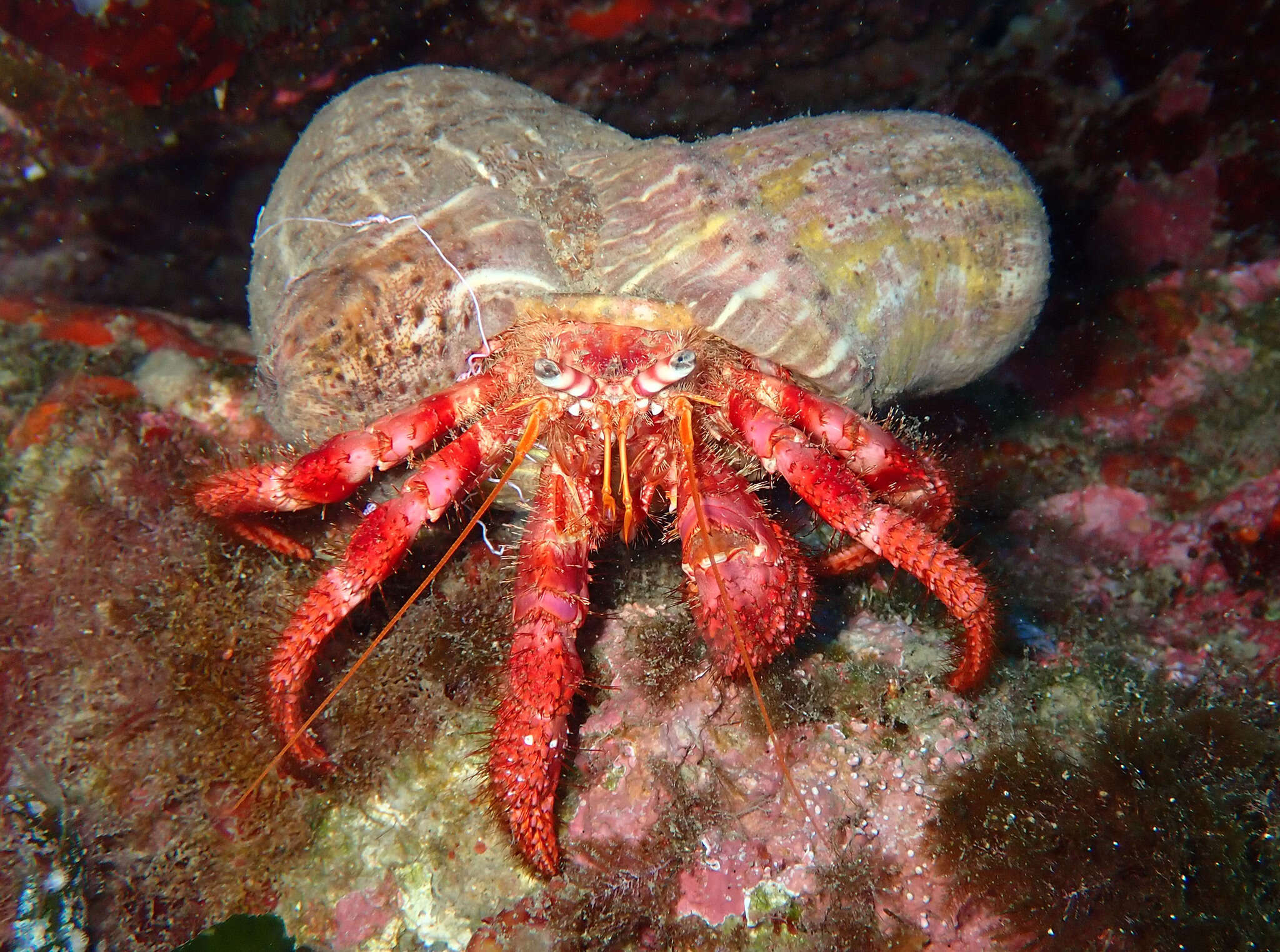 Image of Mediterranean hermit crab