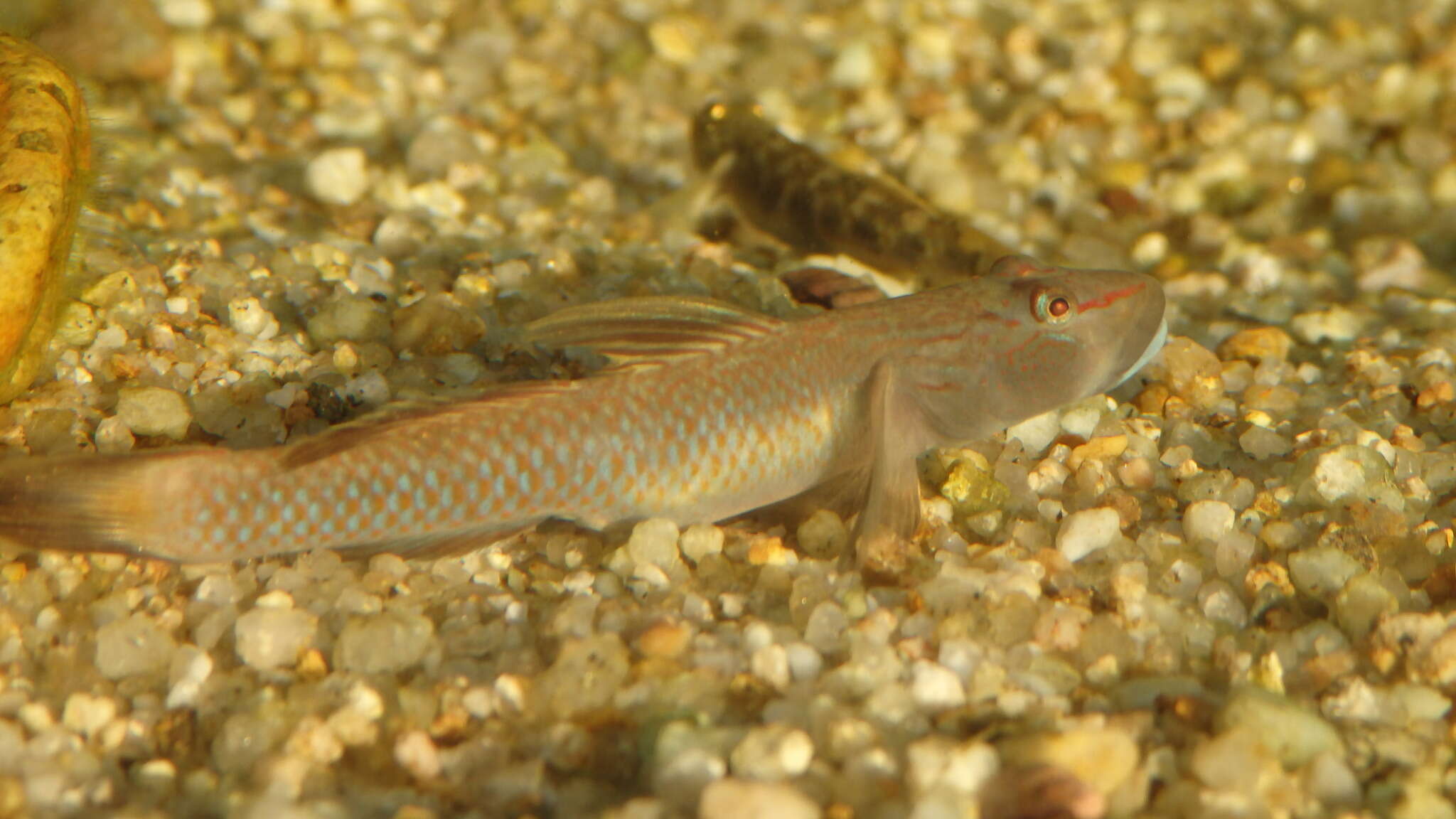 Image of Amur Goby