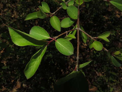 Image of Black Haw Viburnum