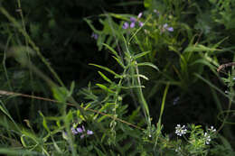 Centaurea scabiosa subsp. apiculata (Ledeb.) A. D. Mikheev的圖片