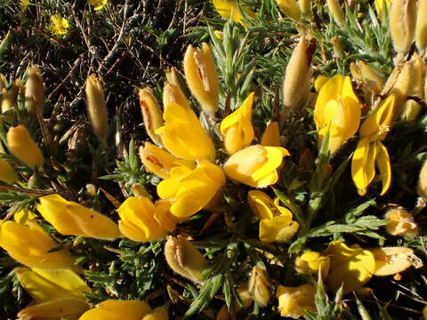 Imagem de Ulex gallii Planch.