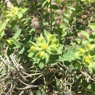 Euphorbia yaquiana Tidestr. resmi