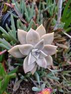 Image of Graptopetalum paraguayense (N. E. Brown) Walther