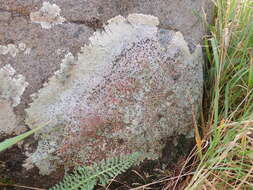 Image of <i>Placopsis rhodophthalma</i>