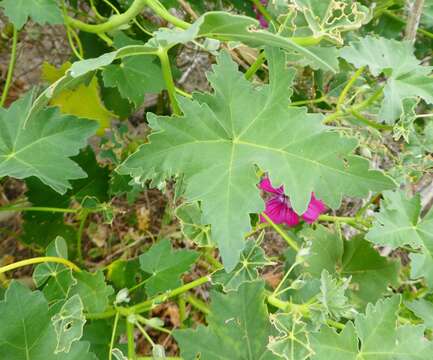 Imagem de <i>Malva <i>assurgentiflora</i></i> subsp. assurgentiflora