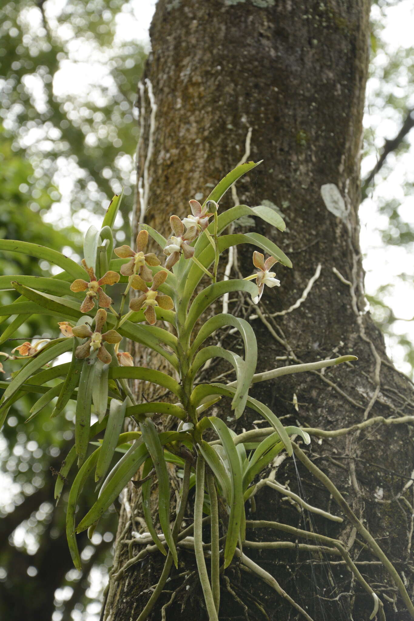 Image of Vanda wightii Rchb. fil.