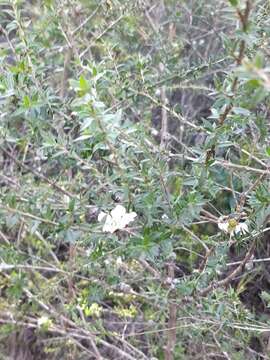 Image of Pink Tea Tree