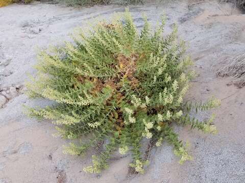 Image of hollyleaf bur ragweed