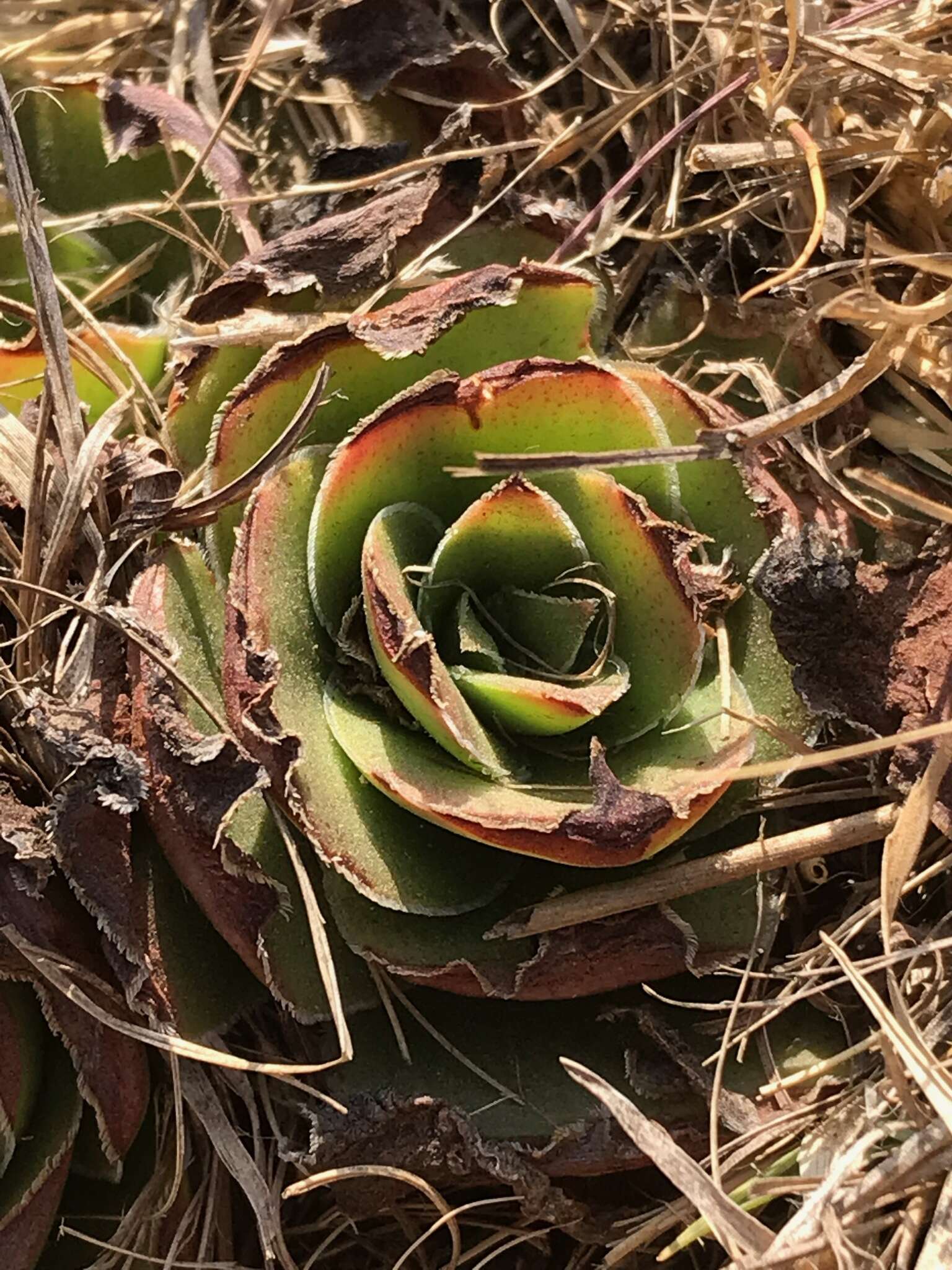 Image of Crassula capitella subsp. nodulosa (Schönl.) Tölken