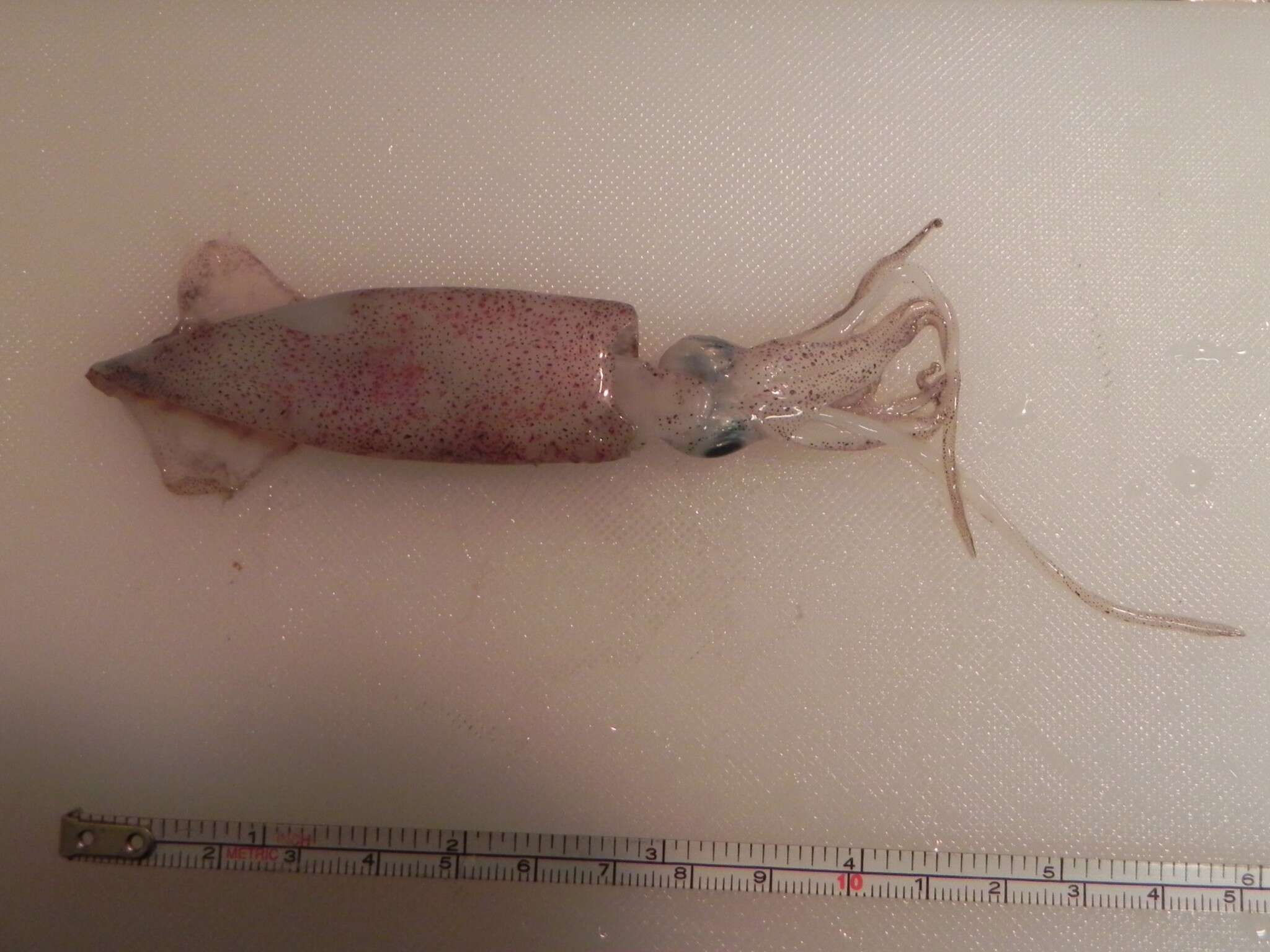 Image of Opalescent Inshore Squid