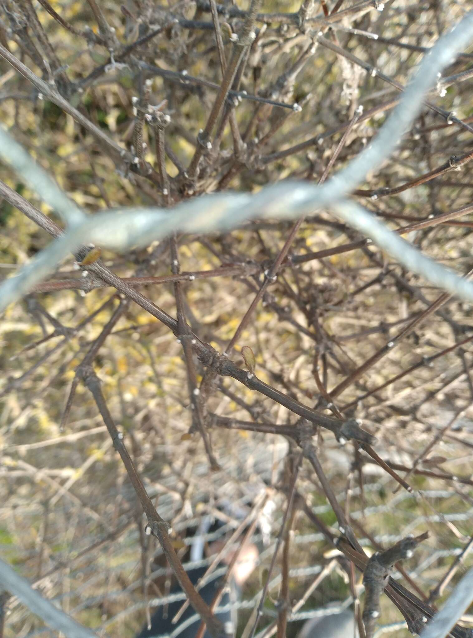 Image of Small-leaved Tree Daisy