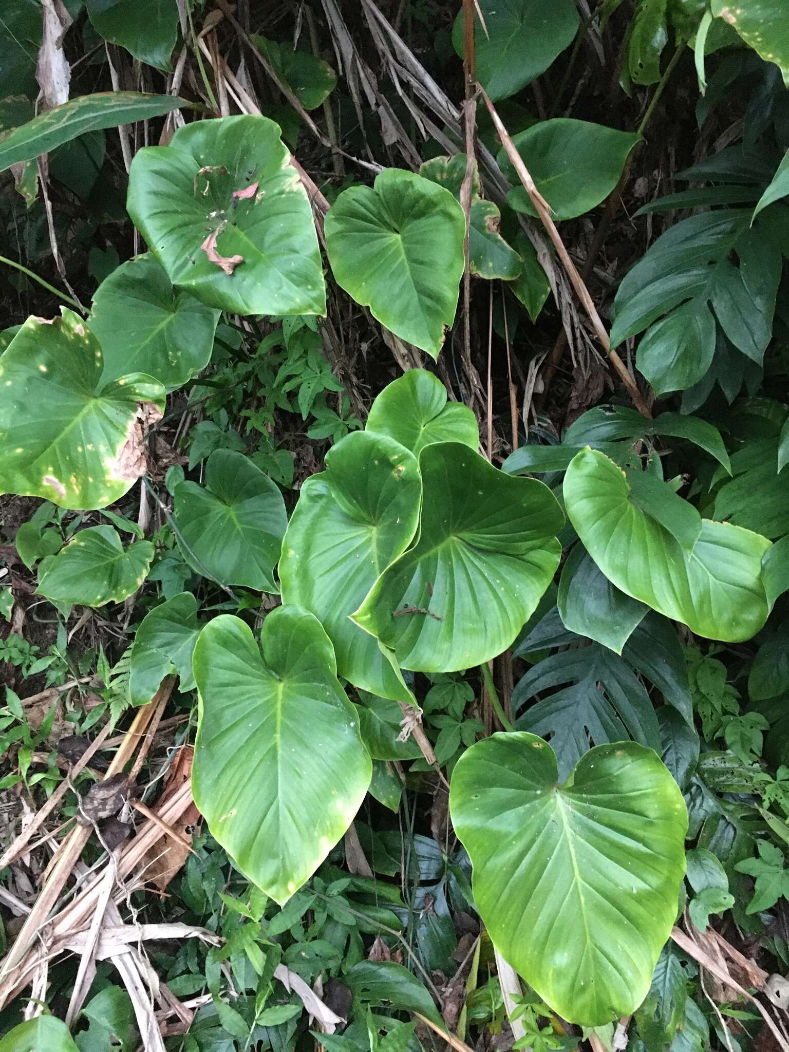 Image of Homalomena philippinensis Engl.