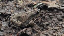 Image of Indus Valley Toad