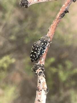 Imagem de Acmaeodera delumbis Horn 1894