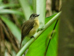 Image of Pale-chinned Blue Flycatcher