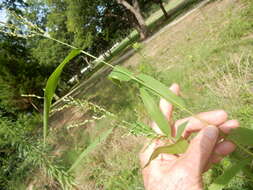 Image of Brown-Top Liverseed Grass