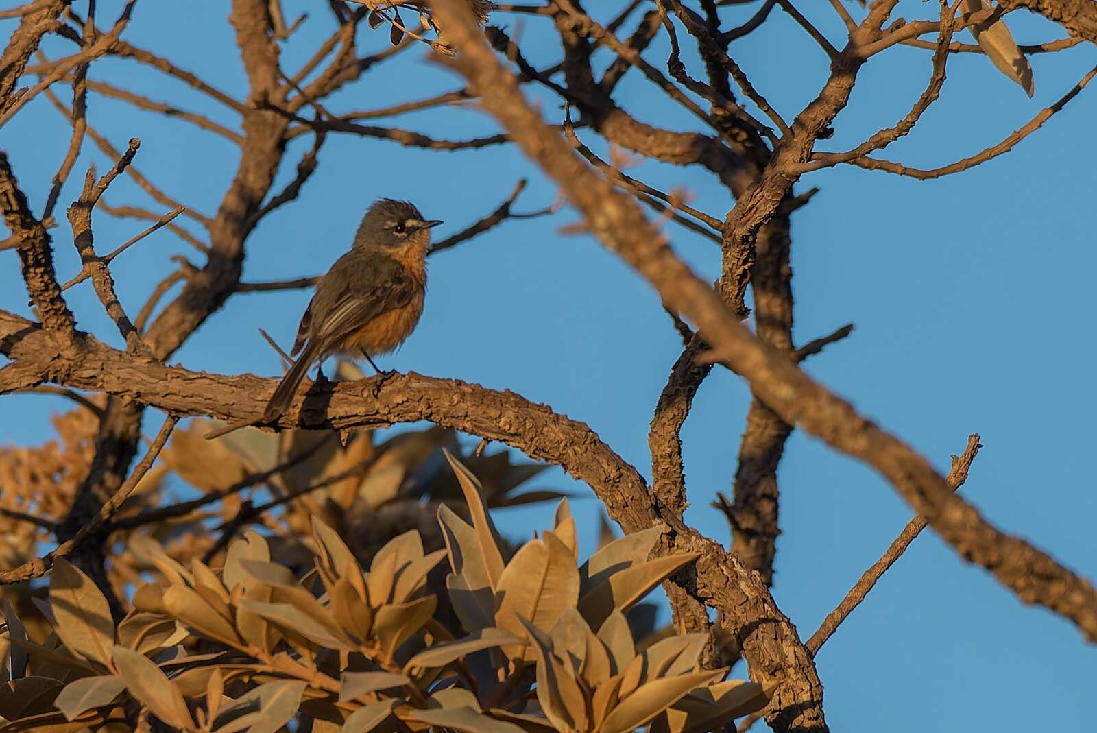 Image of Gray-backed Tachuri