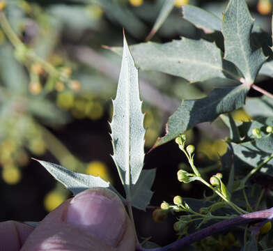 Image of Nevin's barberry