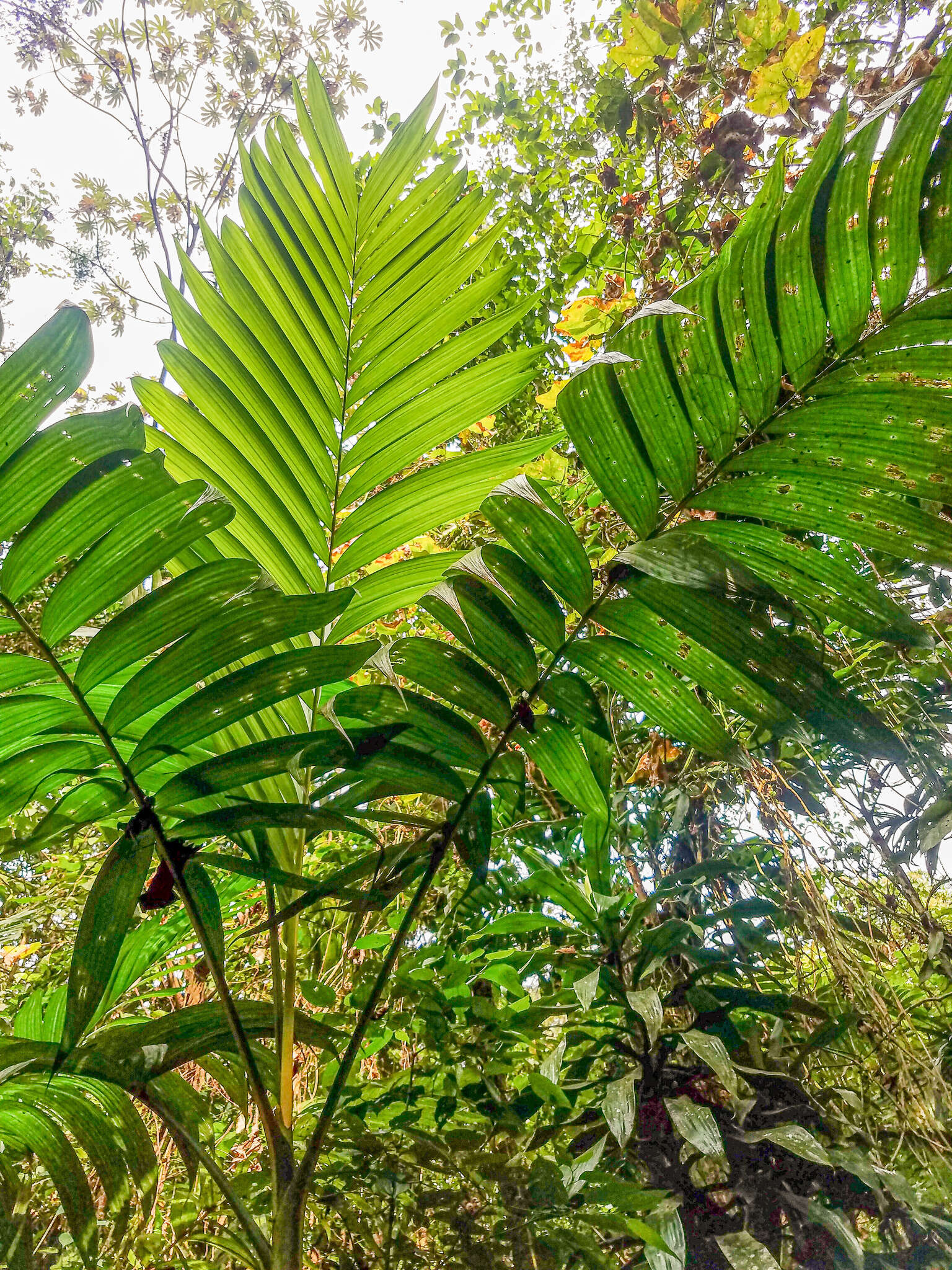 Image de Chamaedorea tepejilote Liebm.