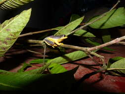 Image of Manantoddy bubble-nest frog
