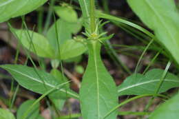 Image of yellowfruit horse-gentian