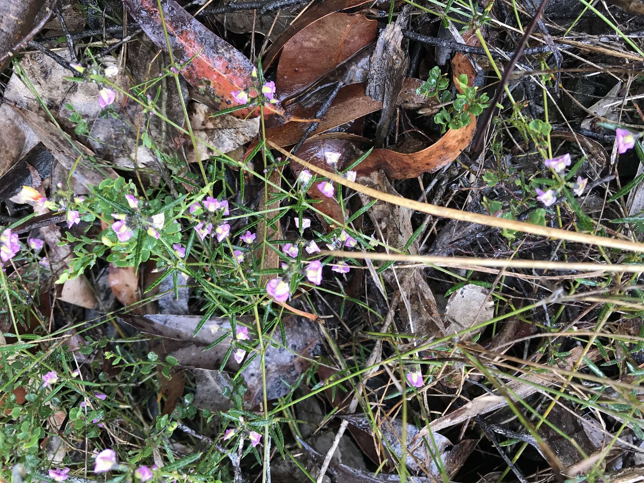 Image of Heath Mirbelia