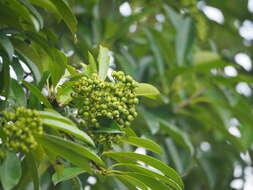 Image of Photinia bodinieri H. Lév.