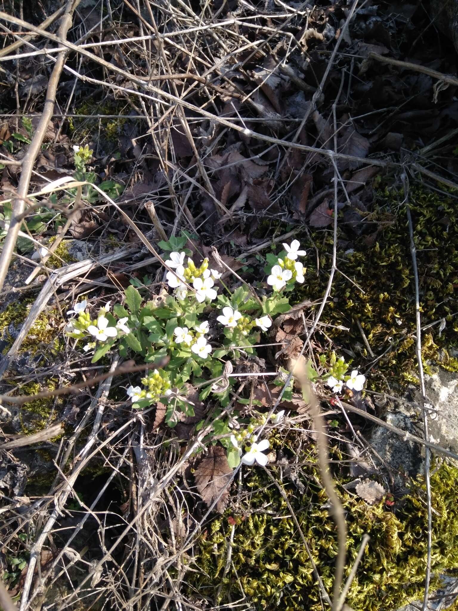 Image of Gray rockcress