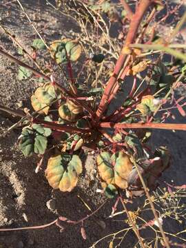 Image of Shockley's evening primrose