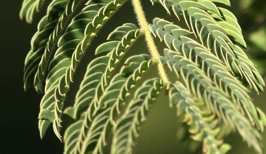 Image of Common albizia