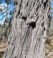 Image of Eucalyptus macrorhyncha subsp. macrorhyncha