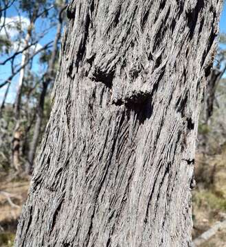 صورة Eucalyptus macrorhyncha subsp. macrorhyncha