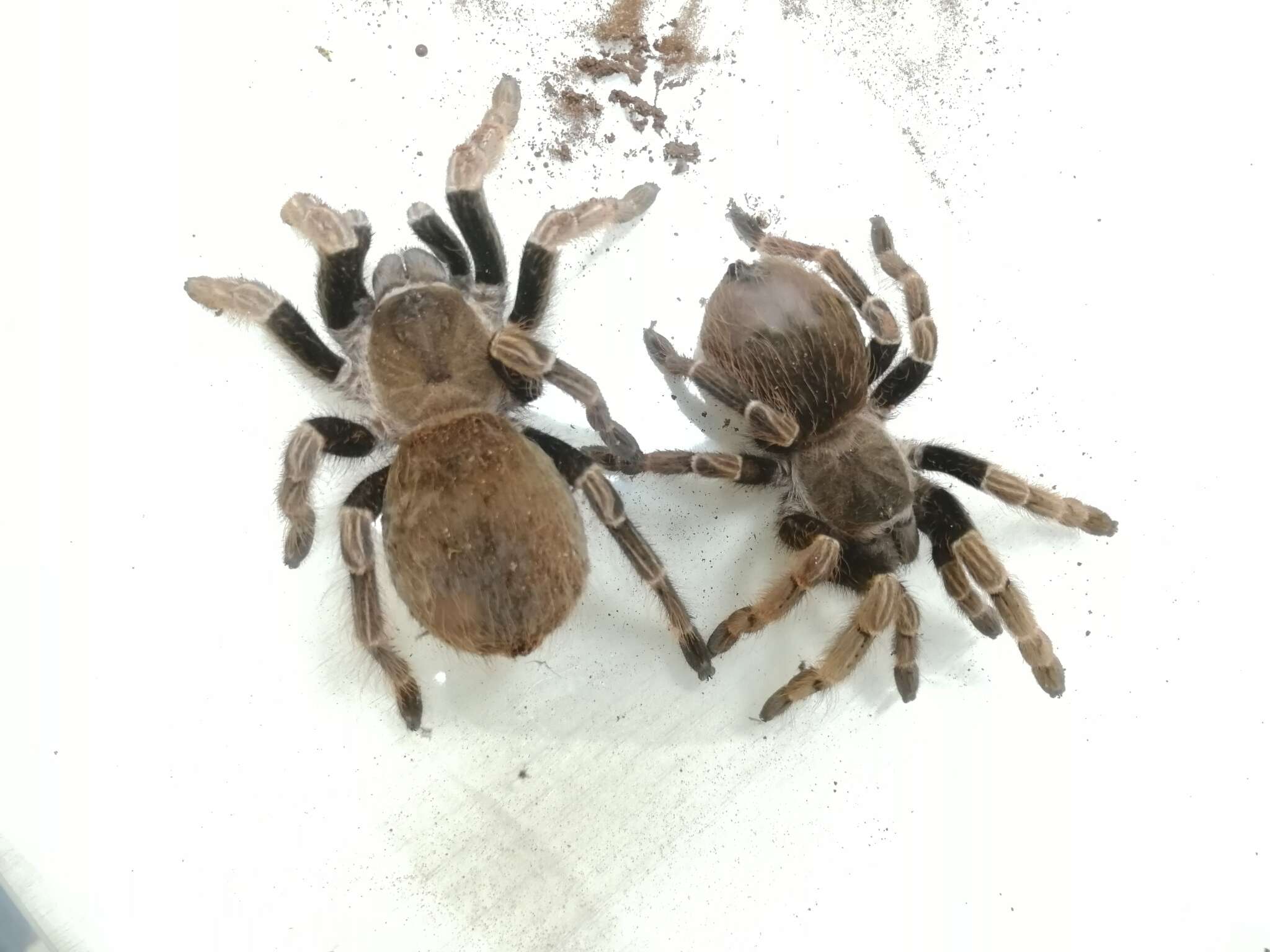 Image of Brazilian Brown Birdeater