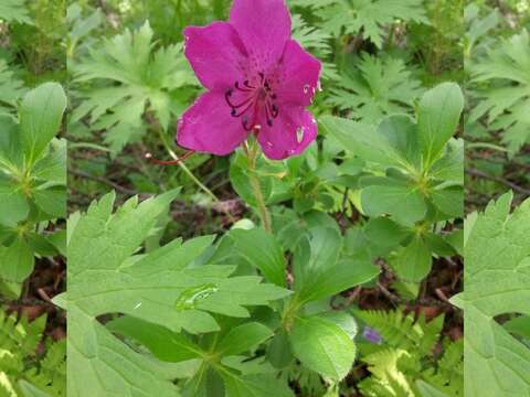 Imagem de Rhododendron camtschaticum Pall.