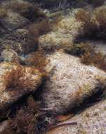 Image of Western Jumping Blenny